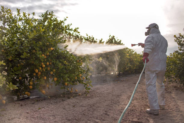 Wasp Removal Services in Rushford, MN