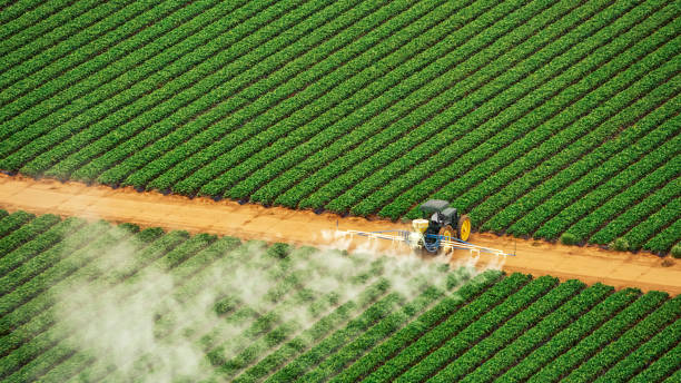 Best Termite Control Services  in Rushford, MN