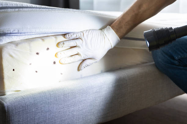 Best Mosquito Control Services  in Rushford, MN