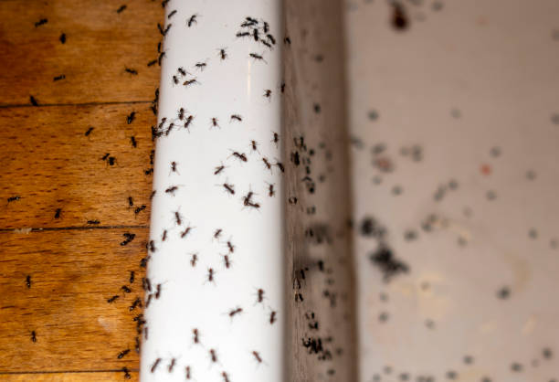 Professional Pest Control in Rushford, MN